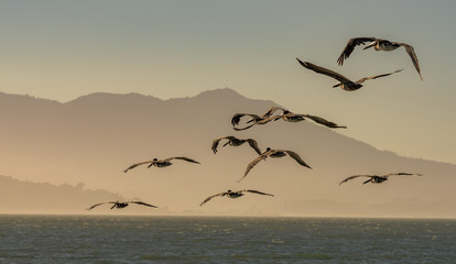 Flock of  pelicans flying at Dusk in the San Francisco Bay