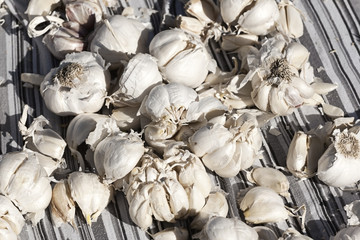 Lots of Garlic on a Blanket