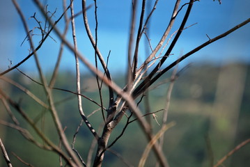 Vuela lo mas alto que puedas.