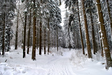 Zimowy las - obrazy, fototapety, plakaty