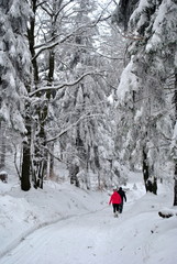 Spacer w zimowym lesie - obrazy, fototapety, plakaty