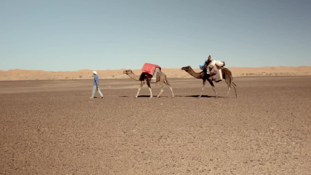 Nomade marchant avec ses dromadaires dans le désert du Sahara au Maroc