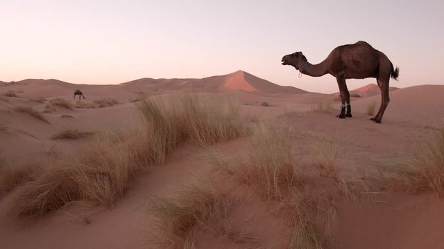 Dromadaires se reposant au milieu des dunes du d&eacute;sert du Sahara au Maroc