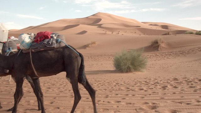 Dromadaires se d&eacute;pla&ccedil;ant devant les immenses dunes de Merzouga au Maroc