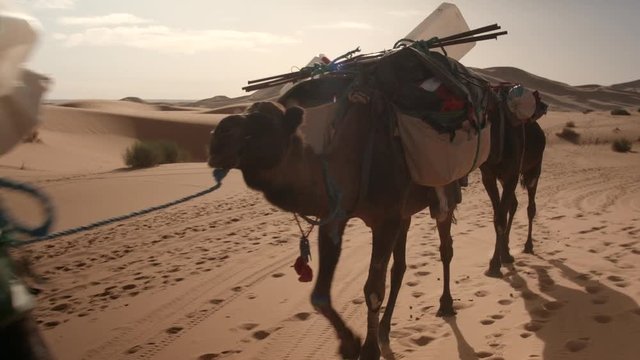 Caravane chameli&egrave;re dans le d&eacute;sert du Sahara, au sud du Maroc