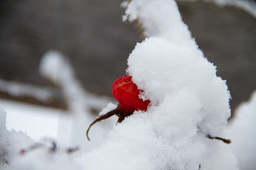 Snow covered rose hip close up