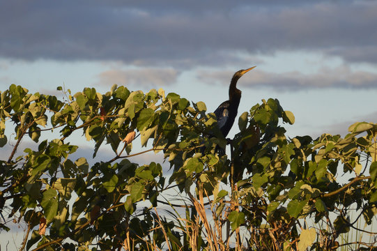 Aninga al atardecer