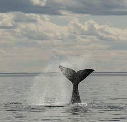 Fototapeta premium Southern Right whale tail