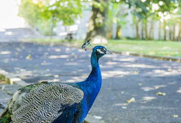 Naklejka premium Male peacock in a tropical garden in Lisbon