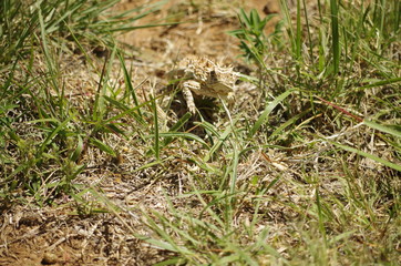 Horned Lizard "Horny Toad"