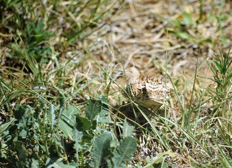 Horned Lizard 
