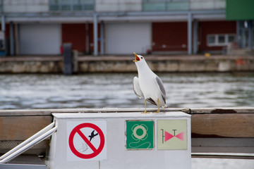 Screaming sea gull on a ferry boat with sign in harbor area
