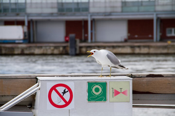 Screaming sea gull on a ferry boat with sign in harbor area