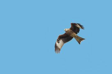 A Red Kite, Milvus milvus, bird of prey scavenger, flying in Spring against clear, blue sky. UK.