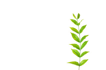 Branch with green leaves isolated with clipping path