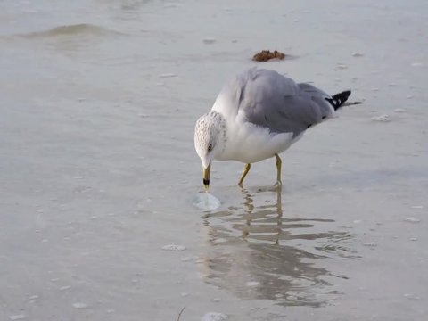 Ring-billed Gull ( Larus delawarensis) killing and eating a fish in shallow surf on the Gulf of Mexico at St. Pete Beach, Florida.