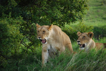 lion sisters