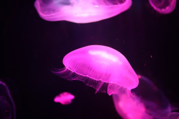Multicolored jellyfish swim under water