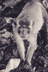 Macaque Intrigued by the Camera on a beach of Thailand