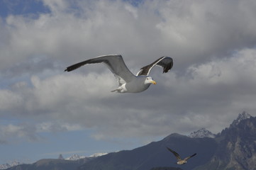 Gaviota en vuelo