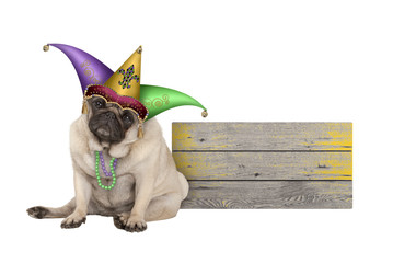 cute Mardi gras pug puppy dog sitting down with harlequin jester hat, next to wooden board, isolated on white background