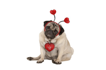 cute Valentine's day pug puppy dog, sitting down, wearing hearts diadem, isolated on white background