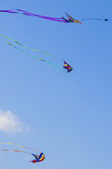 Brightly Colored Kites Fly in the Blue Sky during the Indian Kite Festival of Uttarayan