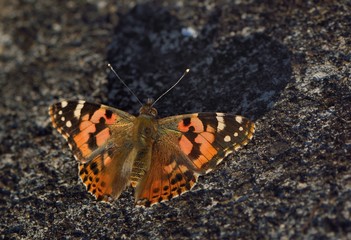 Fototapeta na wymiar Butterfly from the Taiwan (Vanessa cardui)Little red butterfly