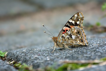 Butterfly from the Taiwan (Vanessa cardui)Little red butterfly