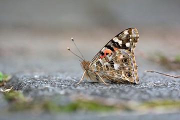 Butterfly from the Taiwan (Vanessa cardui)Little red butterfly