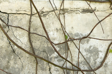 Weathered Concrete Wall with Dried Vines for Backgrounds © photographyfirm