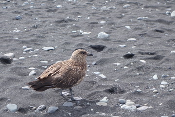 アイスランド、海岸の鳥