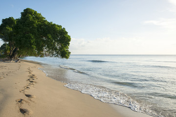 Scenic Island Oceanside with Trees and Blue Sky