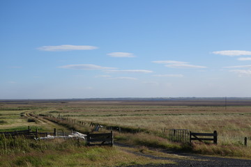 夏のアイスランド、平野に広がる牧草地