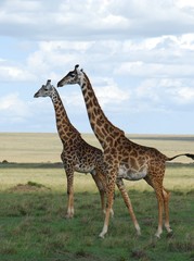 giraffes 2