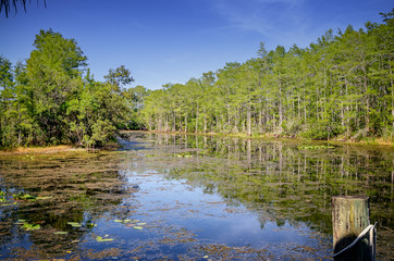 Tranquil glance of the Grassy Waters Preserve
