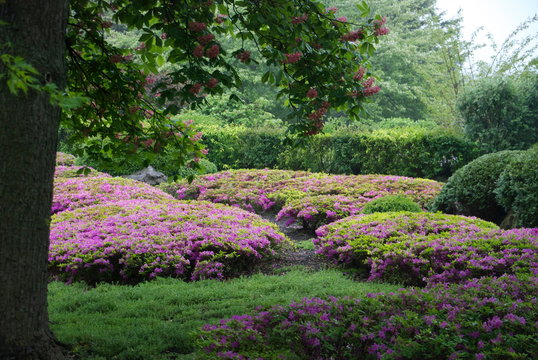 Azalias w/ Horse Chestnut