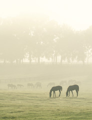 Herd of Horses grazing in early morning fog.