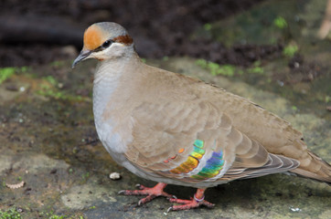 Rainforest Bird