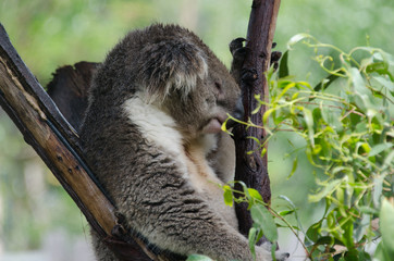 Koala