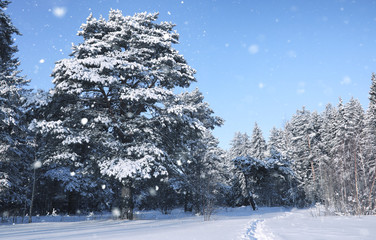 magic pine forest in winter season in snow