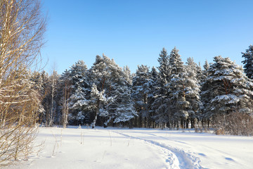 pine forest after a heavy snow storm on sunny winter day