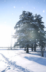 magic pine forest in winter season in snow