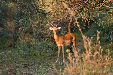 Naklejka na ściany i meble sprinbok antelope in dense bush