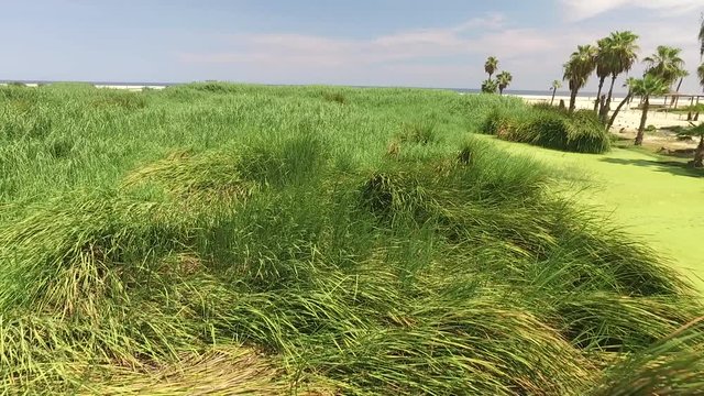 San Jos&eacute; Del Cabo laguna estero