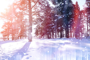 Winter forest on a sunny day. Landscape in the forest on a snowy
