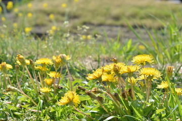 たんぽぽ　河原


