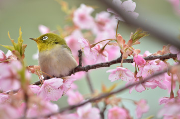 桜の花　めじろ


