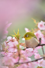 桜の花　めじろ

