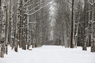 Winter snowy day in a beautiful forest